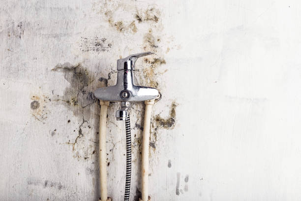 Best Mold Removal Company Near Me  in Central High, OK