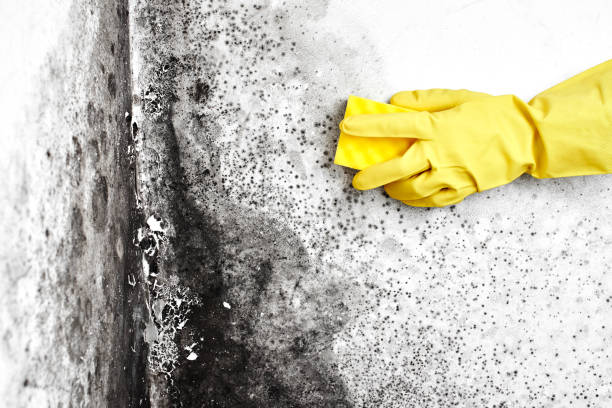 Mold Removal Process in Central High, OK