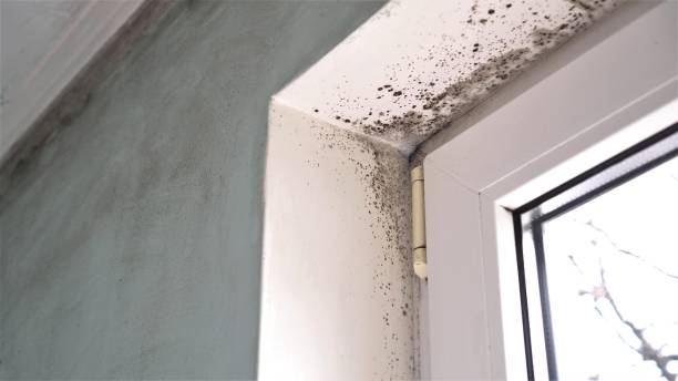 Best Attic Mold Removal  in Central High, OK