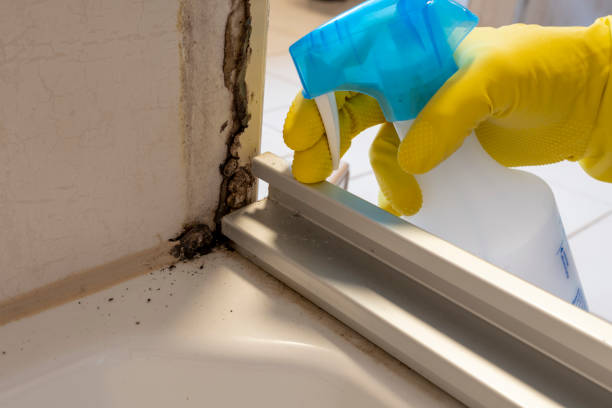 Best Mold Removal Process  in Central High, OK