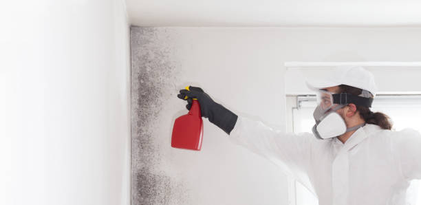 Best Mold Damage Repair  in Central High, OK