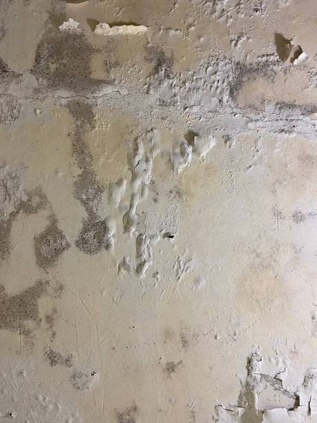 Professional Mold Removal in Central High, OK