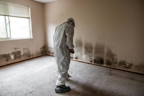 Best Mold Damage Repair  in Central High, OK