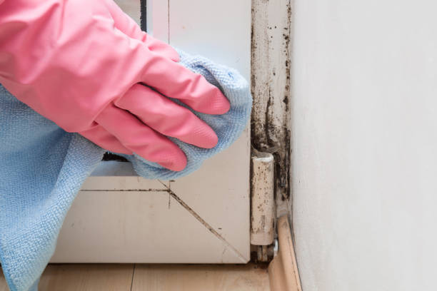 Best Commercial Mold Removal  in Central High, OK